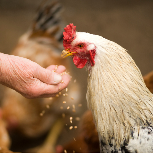 Chicken being fed by hand