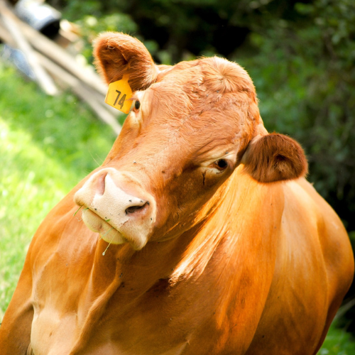 Brown cow with an ear tag