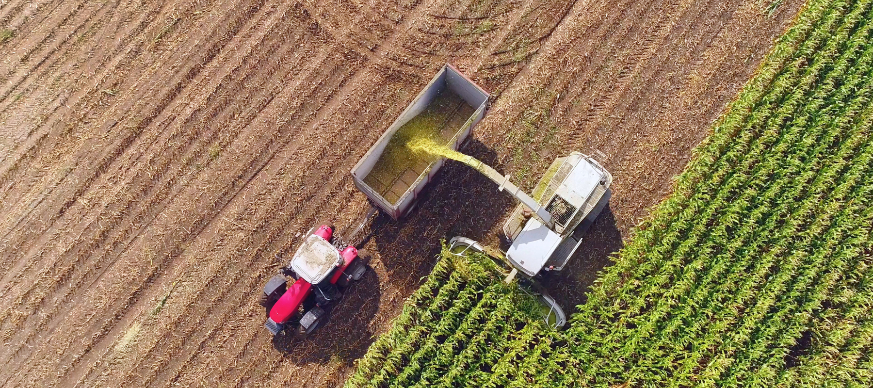 Tractor harvesting crops in a field 